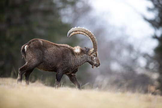 Alpine ibex (Capra ibex) male, portrait, Alps, Switzerland. January. 