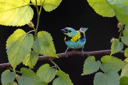 Green-headed tanager (Tangara seledon) perched on branch, Atlantic rainforest, Brazil. 