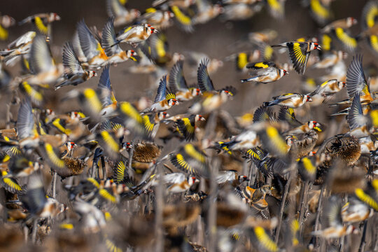 European goldfinch (Carduelis carduelis) flock, in flight over field of dead Sunflowers, Lower Silesia, Poland. February. 