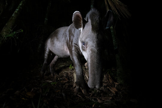 South American tapir (Tapirus terrestris) foraging at night, Atlantic Rainforest, Sao Paulo, Brazil. 