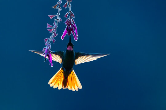 Brazilian ruby (Clytolaema rubricauda) male, nectaring on flower in Atlantic rainforest, Brazil. 