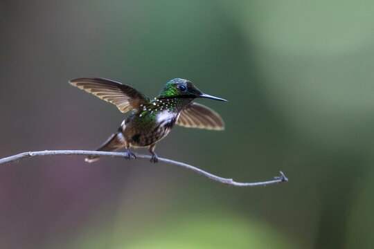Festive coquette (Lophornis chalybeus) male, perched on branch, Atlantic rainforest, Brazil. 