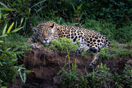 Jaguar (Panthera onca) resting, portrait, Mato Grosso, Pantanal, Brazil. 