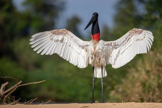 Jabiru (Jabiru mycteria) drying it's wings, Mato Grosso, Pantanal, Brazil. 
