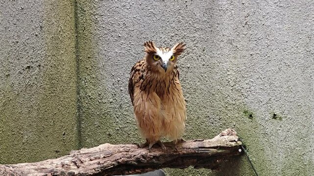 Buffy fish owl perched on a branch looking at the camera
