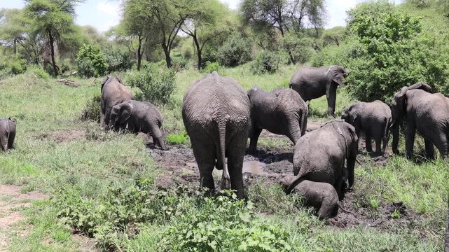 African elephant walking across the wild savanna surrounded by dry grass and open landscape under warm sunlight. Majestic wildlife scene showing the largest land animal in its natural habitat. Powerfu