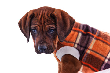 Rhodesian Ridgeback Puppy Wearing Plaid Winter Fleece  orange and brown plaid fleece Jacket © poco_bw