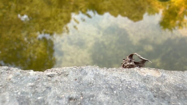 Case Moth or Bag Moth crawling along the edge of a concrete pond.
