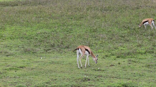 Gazelle standing in the African savannah surrounded by tall dry grass and open wilderness under warm sunlight. Elegant wild antelope alert and observing the surroundings in its natural habitat