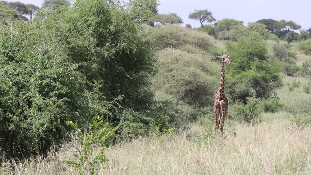 Gazelle standing in the African savannah surrounded by tall dry grass and open wilderness under warm sunlight. Elegant wild antelope alert and observing the surroundings in its natural habitat