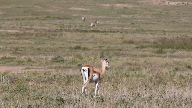 Gazelle standing in the African savannah surrounded by tall dry grass and open wilderness under warm sunlight. Elegant wild antelope alert and observing the surroundings in its natural habitat