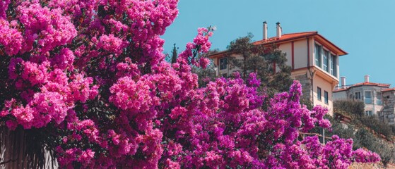 Fototapeta premium Vibrant pink bougainvillea in full bloom in front of hillside Mediterranean houses under a clear blue summer sky.