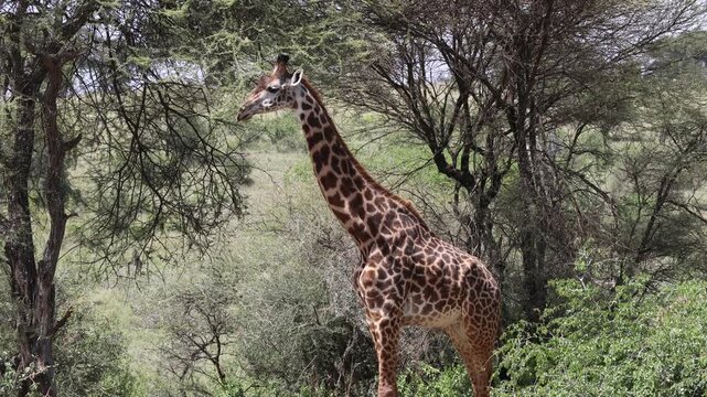 Giraffe walking across the African savannah surrounded by dry grass, acacia trees, and wide open landscape under warm sunlight. Elegant wildlife scene showing the world&rsquo;s tallest land animal moving