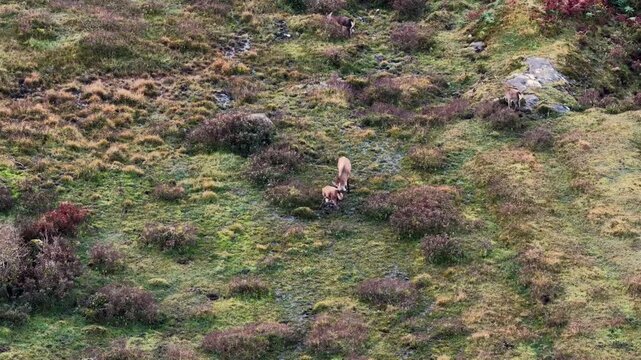 Two Red deer stags having a fight during the rut in County Donegal, Ireland