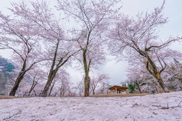 山形県小国町 飯豊連峰の麓に咲く残雪と桜の風景