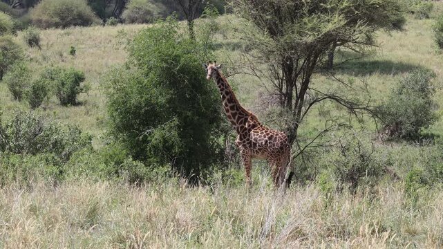 Giraffe walking across the African savannah surrounded by dry grass, acacia trees, and wide open landscape under warm sunlight. Elegant wildlife scene showing the world&rsquo;s tallest land animal moving