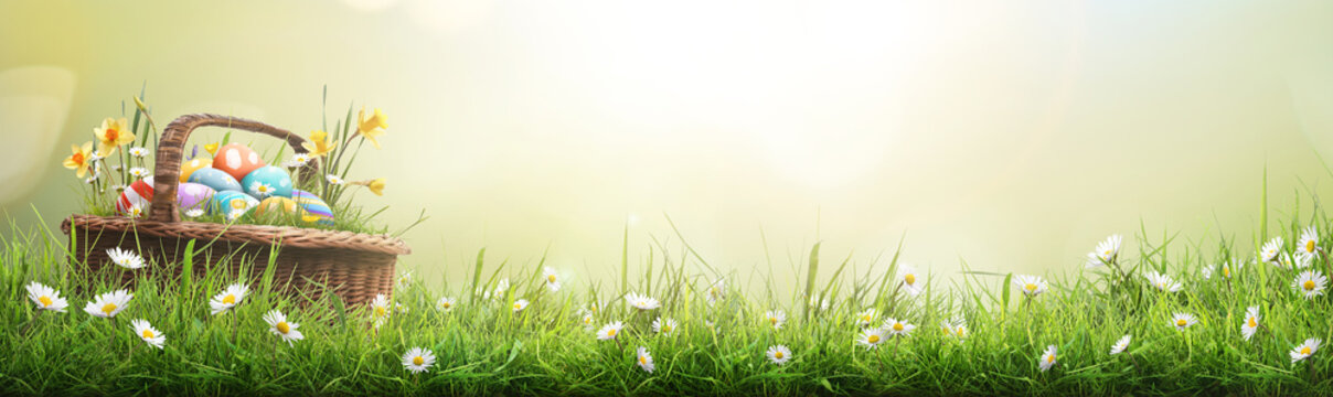 A wicker basket filled with painted easter eggs, grass and daffodils sat in a lush green spring meadow to celebrate a religious event, Easter, with a wide banner style display background.