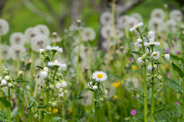 春の野原に咲くハルジオンと背景に広がるタンポポの綿毛