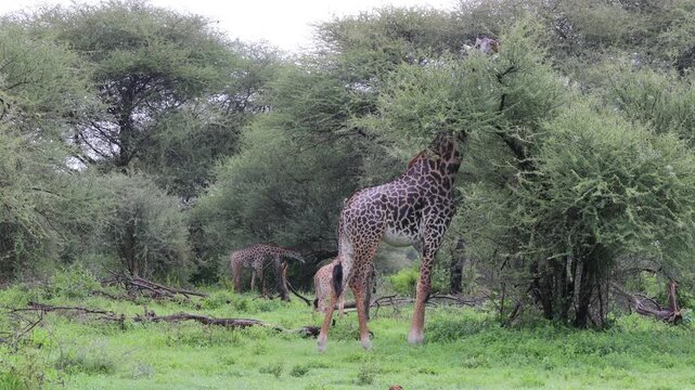 Giraffe walking across the African savannah surrounded by dry grass, acacia trees, and wide open landscape under warm sunlight. Elegant wildlife scene showing the world&rsquo;s tallest land animal moving