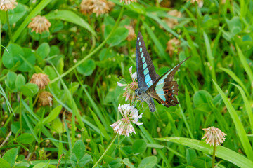 シロツメクサの蜜を吸うアオスジアゲハのクローズアップ