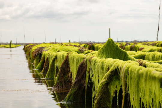 Gros plan sur les algues vertes recouvrant les bancs de culture d'huitres, format paysage