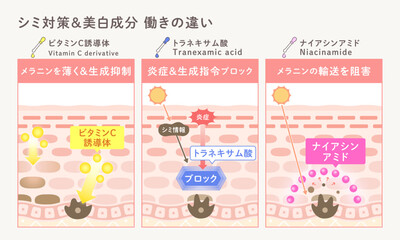 Obraz premium シミ対策・美白成分の働きの違いを解説した図解｜ビタミンC誘導体・トラネキサム酸・ナイアシンアミド