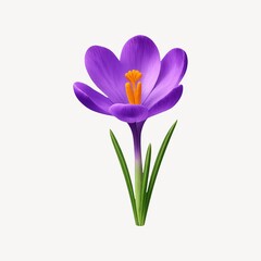 Fototapeta premium Vibrant purple crocus flower illustration.