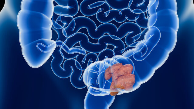 Anatomy of the human digestive system, concept of the intestine function, laxative, traitement of constipation, bowel movement, 3d render