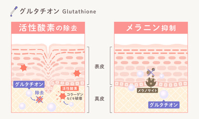 Obraz premium グルタチオンの美容効果｜活性酸素の除去・メラニン抑制による美白作用のスキンケア成分図解