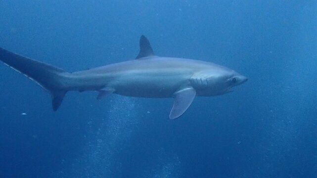 Thresher Shark Swimming Through Deep Blue Open Ocean Water
