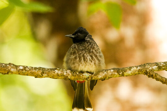 Red vented bul bul bird from srilanka