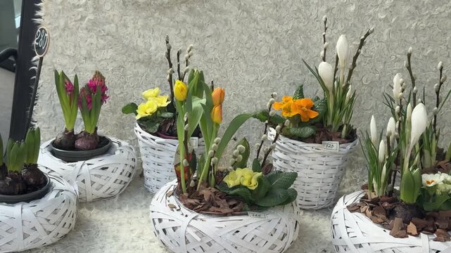 daffodils in a pot