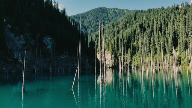Calm turquoise lake with submerged tree trunks surrounded by dense green pine forest and distant mountain under clear sky.