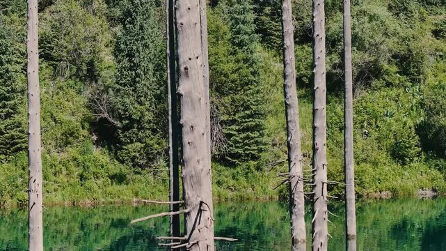 Dead tree trunks standing in clear green water of a forest pond surrounded by dense green vegetation and trees.