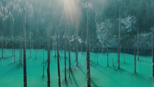 Foggy forest with tall bare trees standing in turquoise water, creating a misty and serene natural landscape.