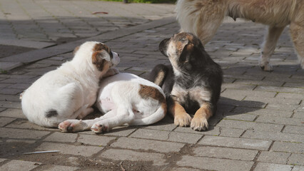 Three puppies resting on a paved surface in a sunny outdoor setting