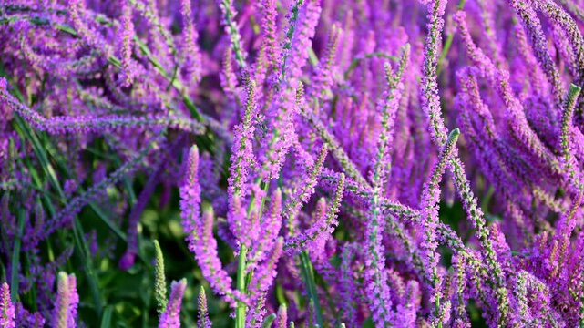 Close-up of purple Veronica (Speedwell) flower spikes gently swaying in the wind, with clusters of tiny blossoms creating a soft, vibrant floral background.