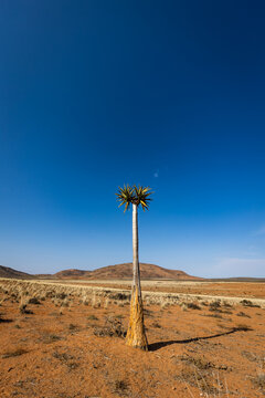 Quiver Tree in Arid Landscape