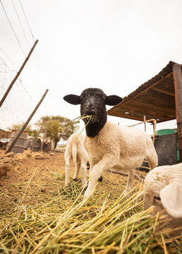 Blackhead Sheep Eating Hay