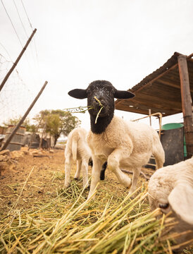 Sheep Eating Hay on Farm