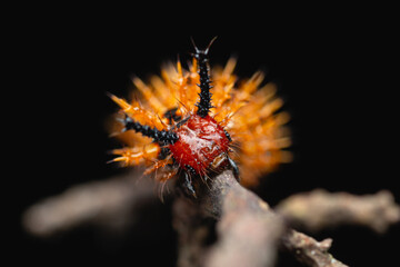 Spiky Malayan Eggfly caterpillar macro portrait on branch © mktuteja