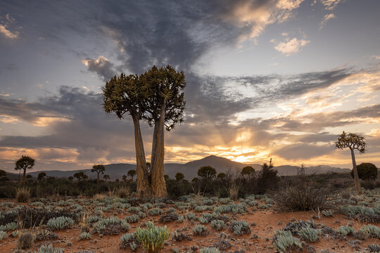 Quiver Tree in Sunset Desert