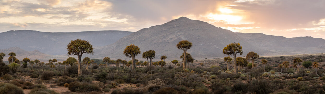Desert Landscape with Quiver Trees
