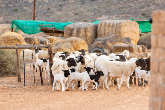 Herd of Sheep with Lambs