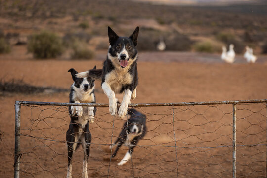 Border Collie Dogs Jumping Fence