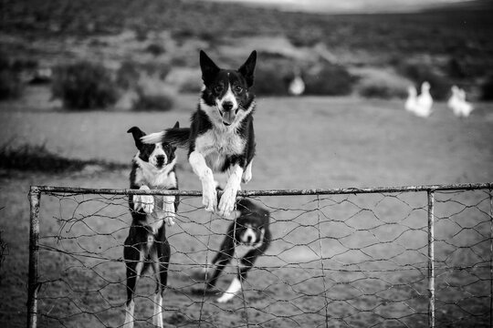 Border Collies Jumping Fence