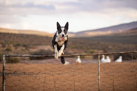 Border Collie Jumping Fence