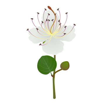 Branch with a flower and a caper bud on a white background..eps