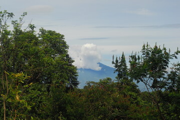 view of trees and mountain on the hill