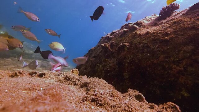 A variety of tropical fish swim over a shallow coral reef. Clear blue water reveals tiny plankton and vibrant polyps, creating a serene underwater world for snorkelers to enjoy during the day